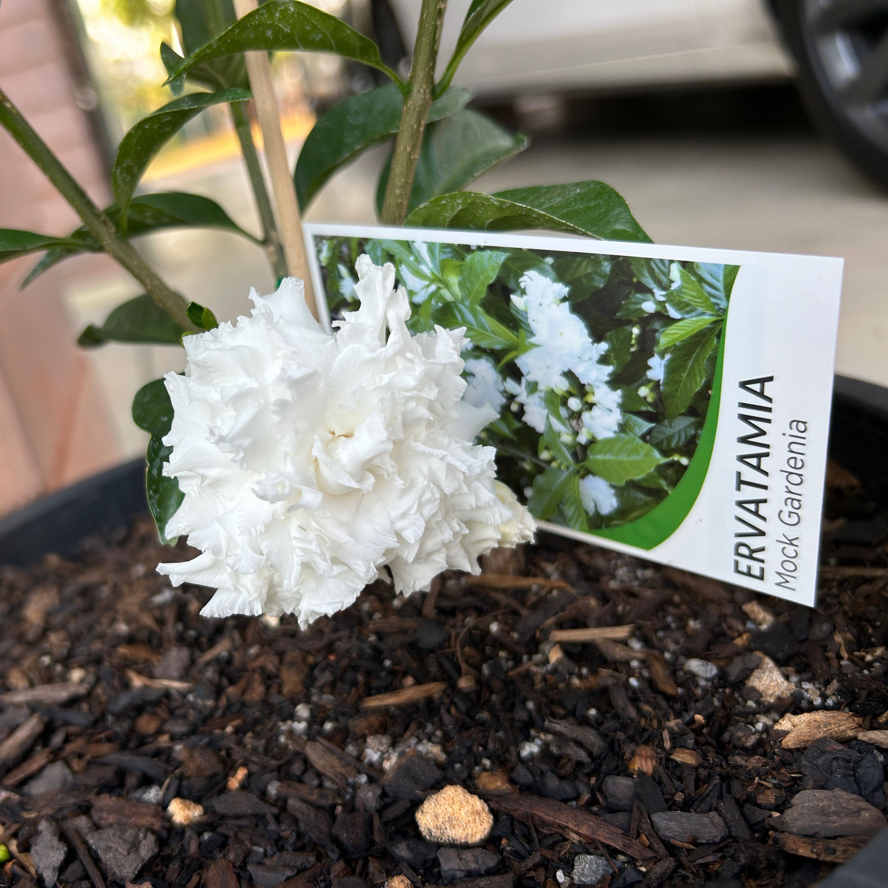 Photo of the plant species Mock Gardenia by @GladPomegranate named Mock Gardenia (Flowering Plant) on Greg, the plant care app