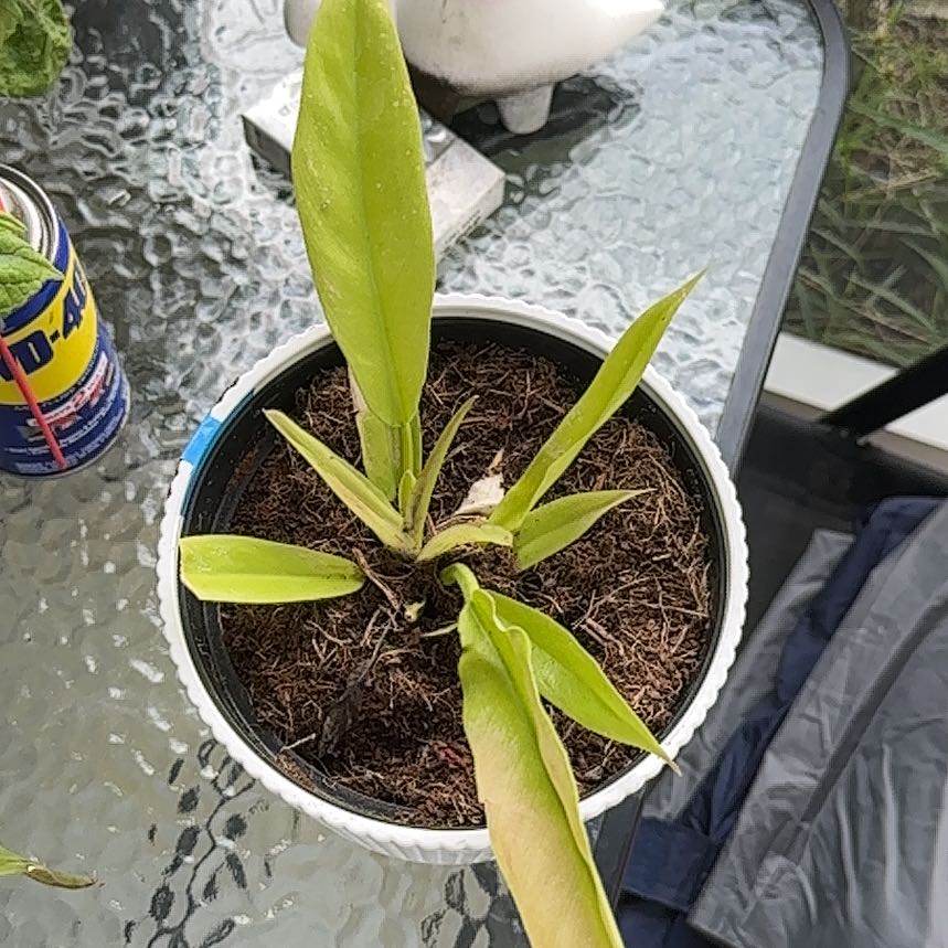 Photo of the plant species philodendron golden by @PrizedStonecrop named Robert Plant on Greg, the plant care app