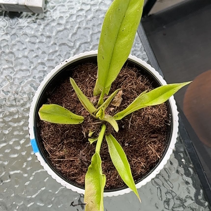 Photo of the plant species philodendron golden by @PrizedStonecrop named Delilah on Greg, the plant care app