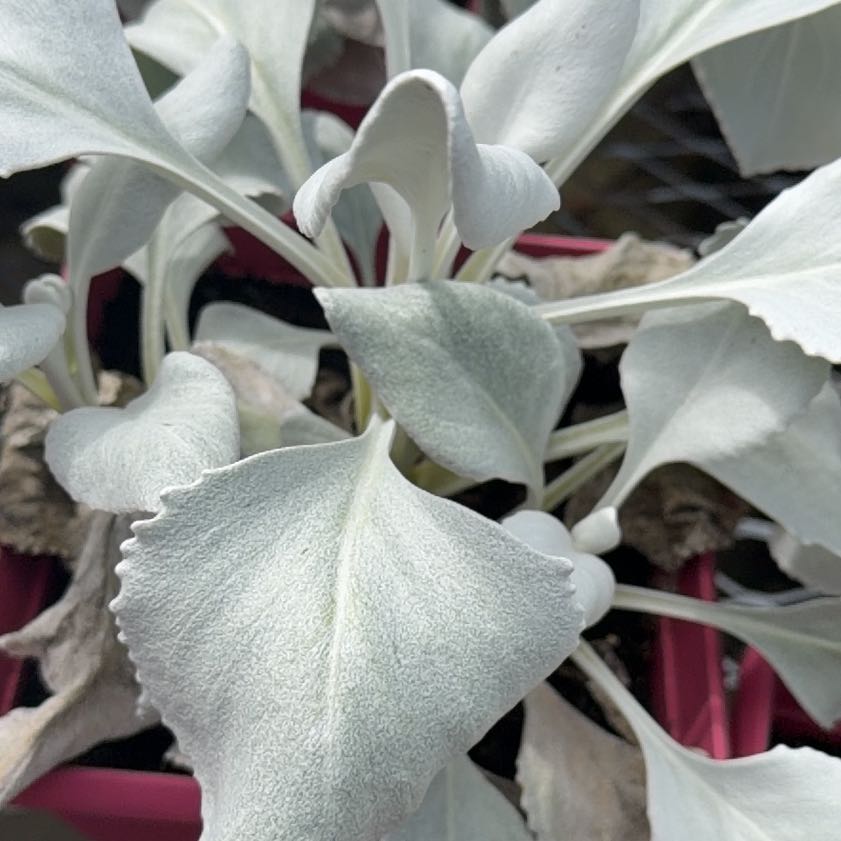 Photo of the plant species Lamb's Ear by @BusyPinkjasmine named Doja Cat on Greg, the plant care app