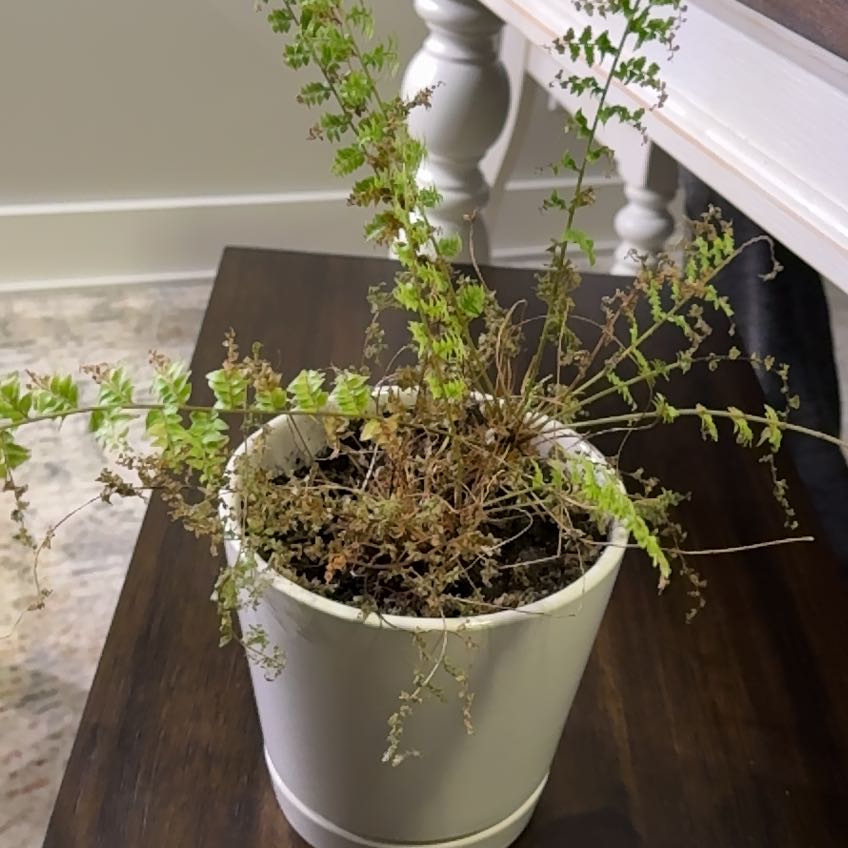 Photo of the plant species Brittle Bladder-Fern by @MellowSilvergum named Cleopatra on Greg, the plant care app