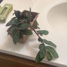 Photo of the plant species Polynesian Twigrush by @HappyIndianplum named Creeper on Greg, the plant care app