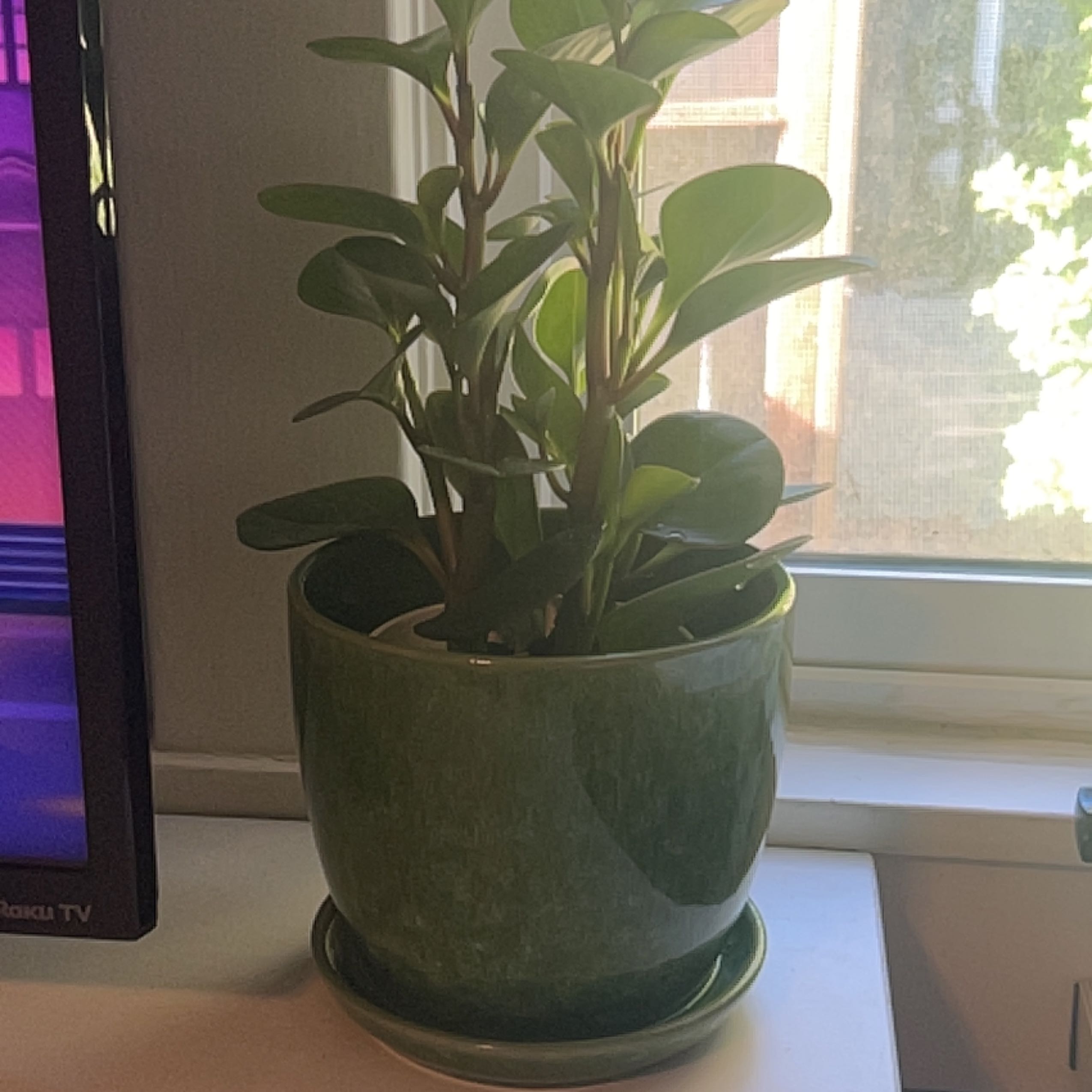 Photo of the plant species Peperomia clusiifolia 'Red Margin' by @KeenBlackgarlic named Demi on Greg, the plant care app