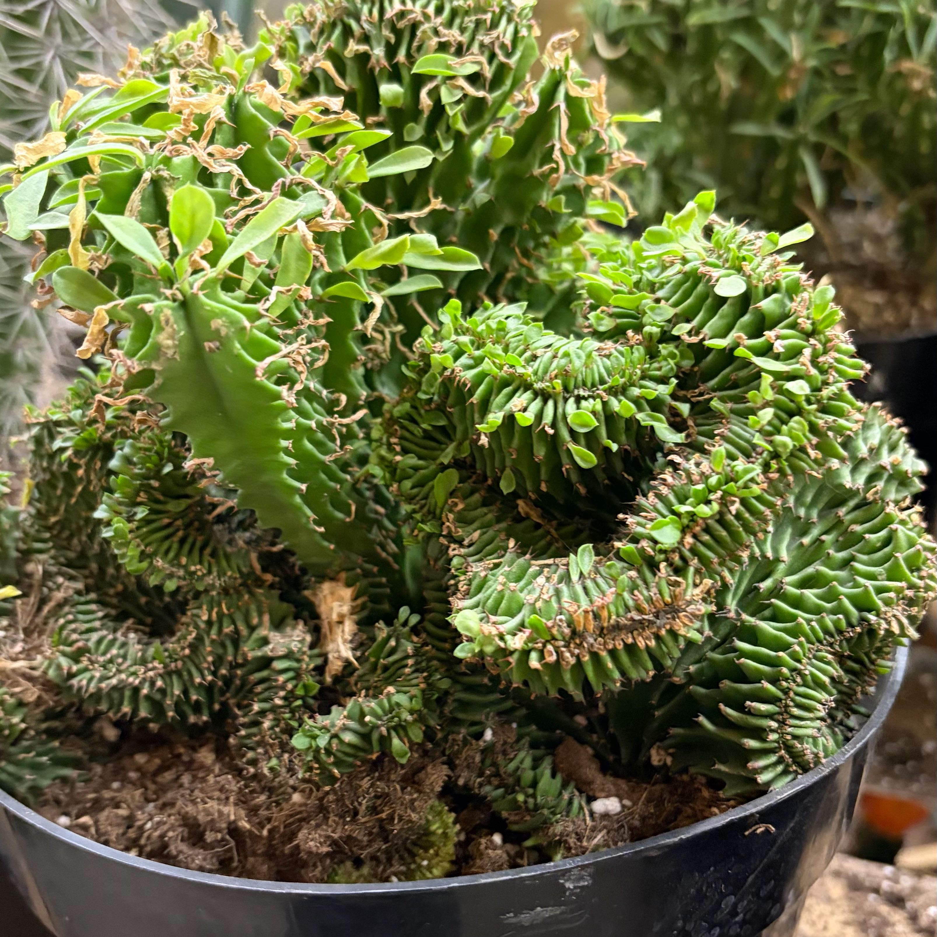 Photo of the plant species Crested African Candelabra by @TotalWoodsorrel named Delilah on Greg, the plant care app