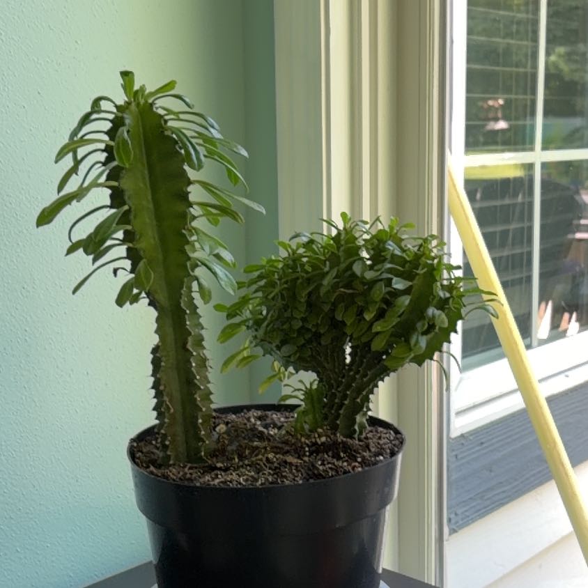 Photo of the plant species Crested African Candelabra by @TotalWoodsorrel named Khaleesi on Greg, the plant care app