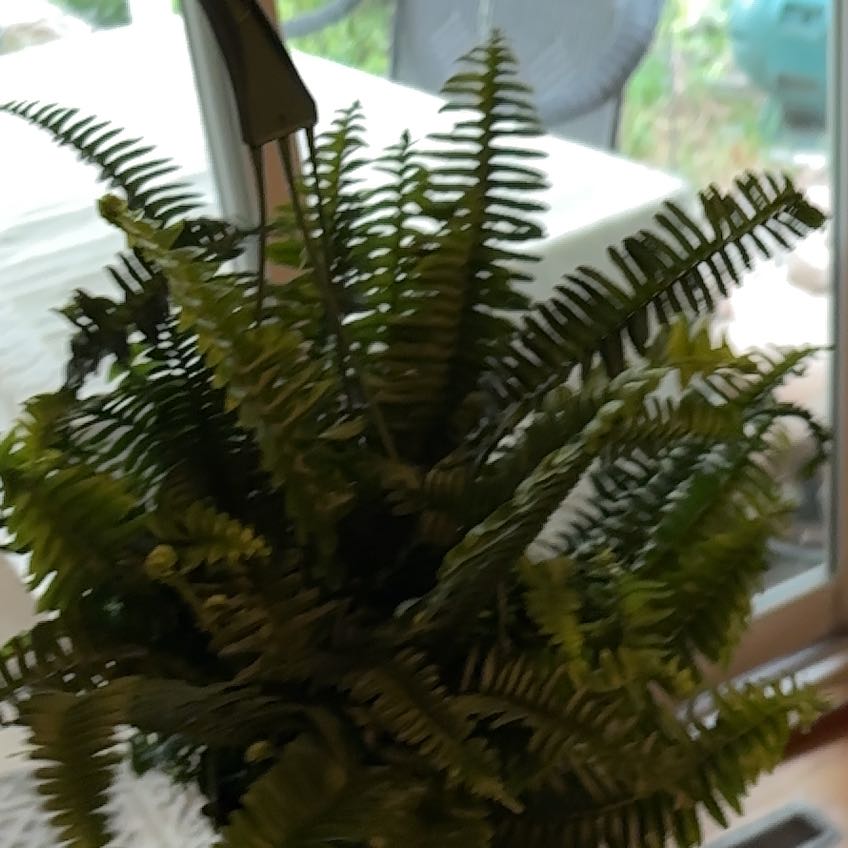 Photo of the plant species Jesters Crown Fern by @PrimordialSoup named Lola on Greg, the plant care app