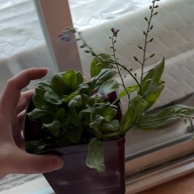 Photo of the plant species Ultramarine Alpine Forget-Me-Not by @PrimordialSoup named Harper on Greg, the plant care app