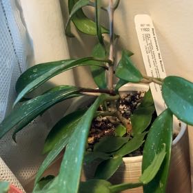 Photo of the plant species Hoya Red Buttons by @ArdentAngelwing named Zeus on Greg, the plant care app