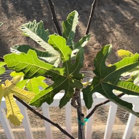 Photo of the plant species Black Mission Fig by @SteamyCurrytree named Harper on Greg, the plant care app