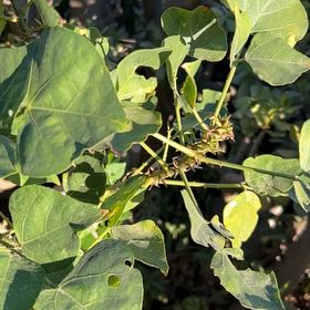 Photo of the plant species African Coral Tree by @SteamyCurrytree named Emerson on Greg, the plant care app