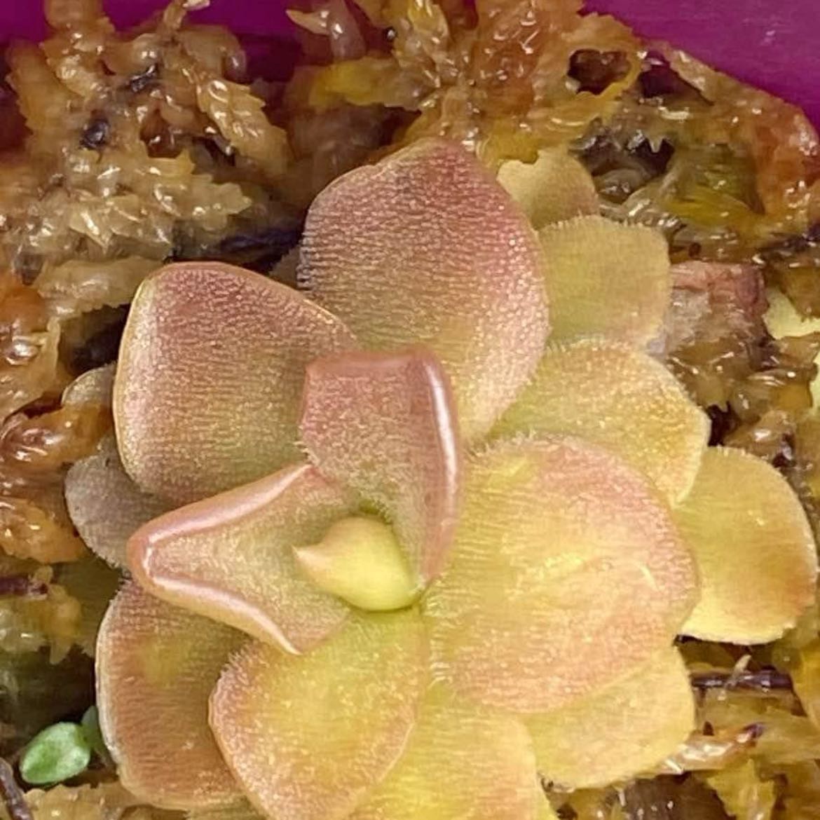 Photo of the plant species Pinguicula sethos x primuliflora by @Lucasgrows named Orlando Bloom on Greg, the plant care app