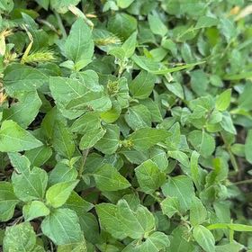 Photo of the plant species Straggler Daisy by @SnazzyBushgrass named Gates on Greg, the plant care app