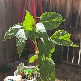 Photo of the plant species Bell Pepper 'Better Bell' by @SirMalayansword named Leonardo on Greg, the plant care app