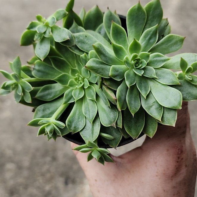 Photo of the plant species San Francisco River Leatherpetal by @LushJubileeivy named Miley on Greg, the plant care app
