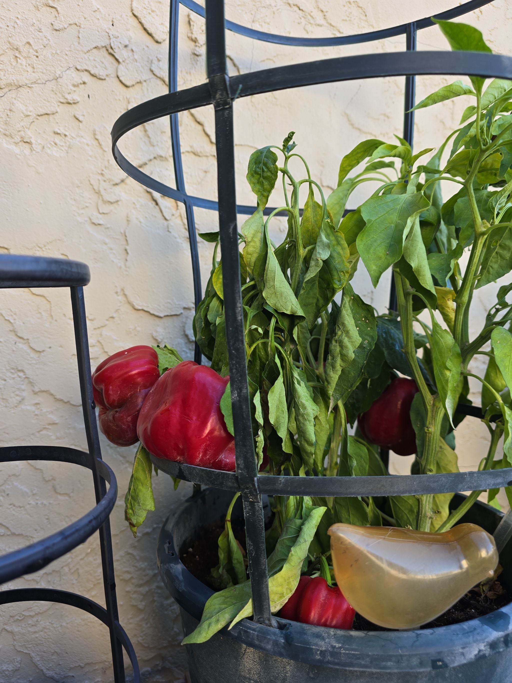 Sweet Pepper 'White Bell' Plant Care Water, Light, Nutrients Greg App 🌱