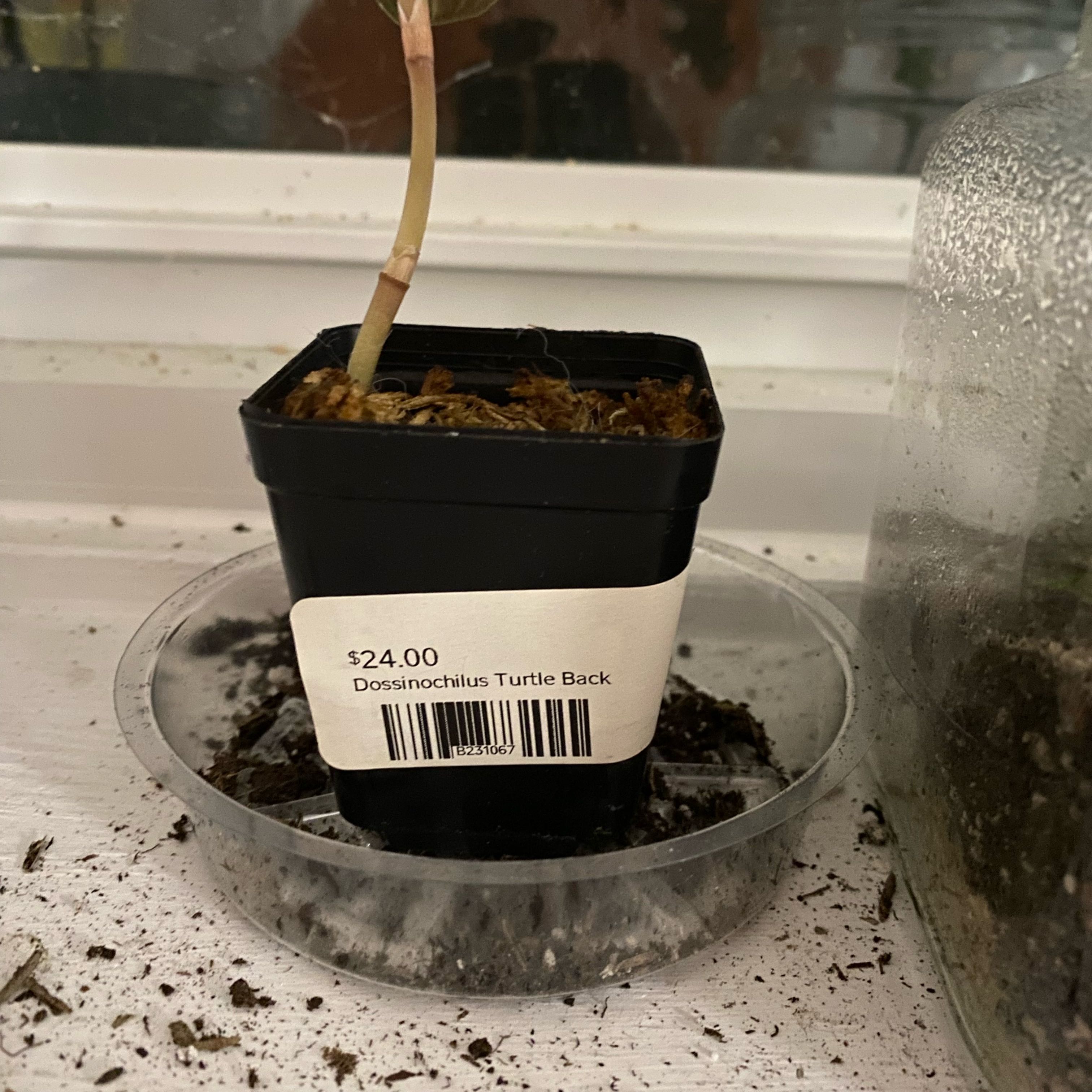 Photo of the plant species Dreamcatcher Jewel Orchid by @SwiftCrossberry named Turtle Back on Greg, the plant care app