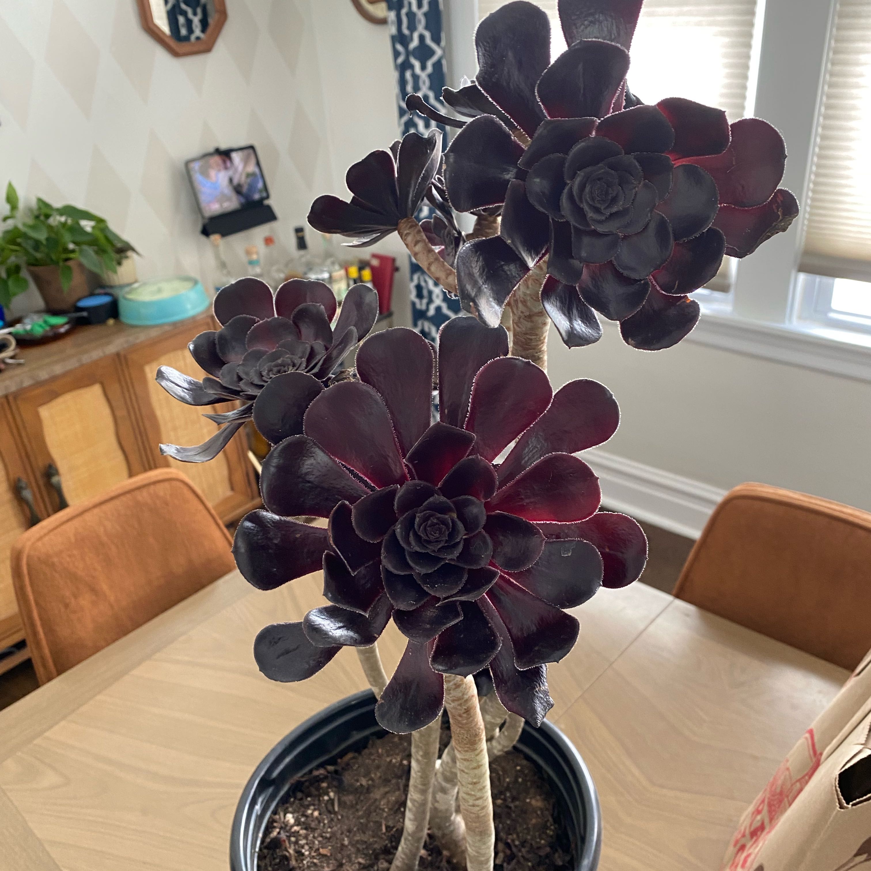 Photo of the plant species Black Rose by @SwiftCrossberry named Black Rose on Greg, the plant care app