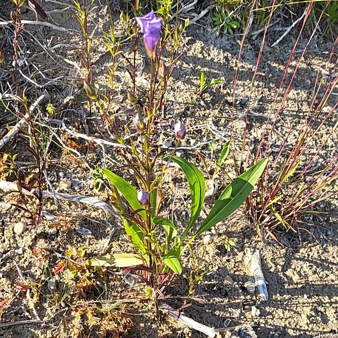 Photo of the plant species Bluebell by @LeisuredAtom named Darwin on Greg, the plant care app