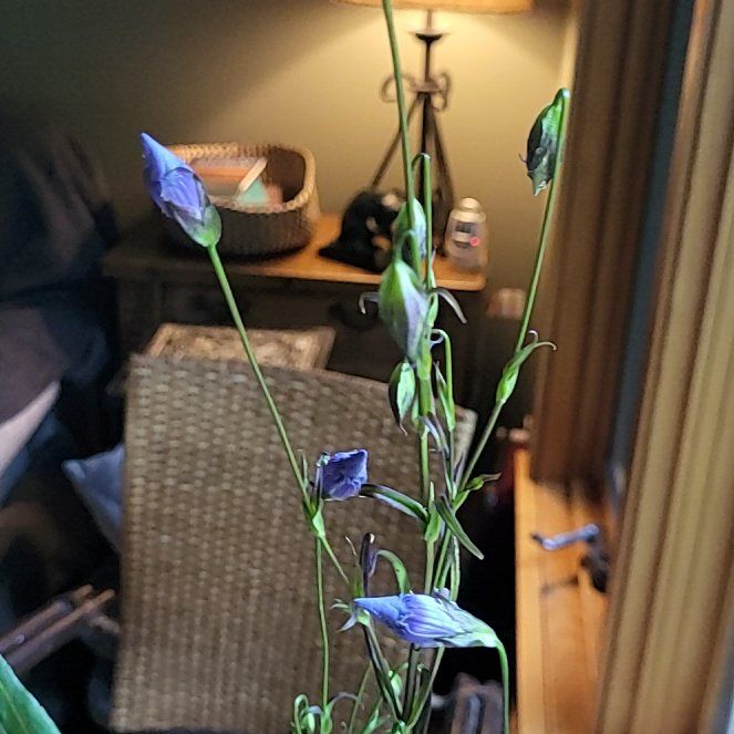 Photo of the plant species Bluebell by @LeisuredAtom named Kobe on Greg, the plant care app