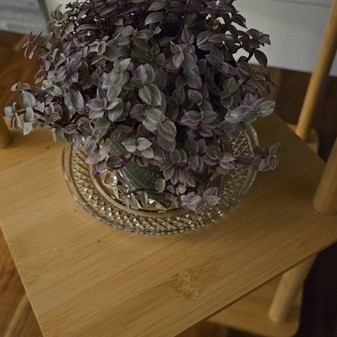 Photo of the plant species Pink Panther Tradescantia by @WarmDragonfire named Pax on Greg, the plant care app