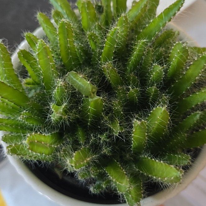 Photo of the plant species dragon fruit by @WarmDragonfire named Fernie Saunders on Greg, the plant care app