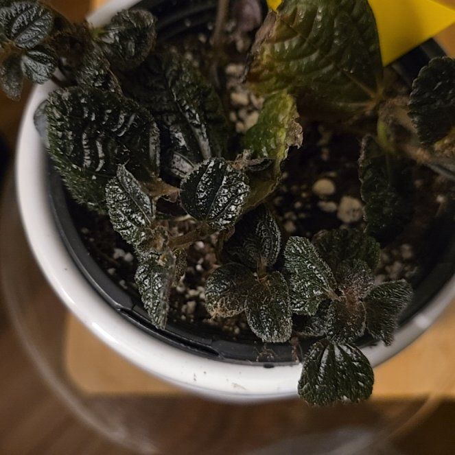 Photo of the plant species Chocolate Pilea by @WarmDragonfire named Miley on Greg, the plant care app