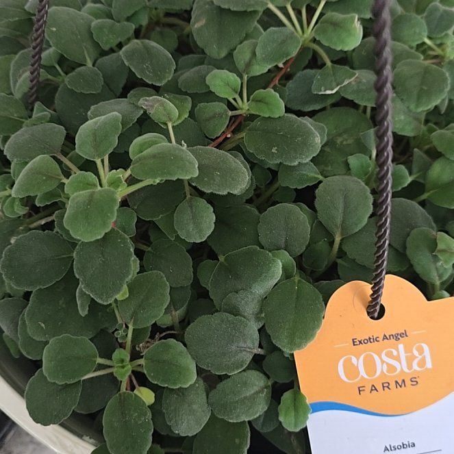 Photo of the plant species Lace Flower by @WarmDragonfire named Gregarious on Greg, the plant care app