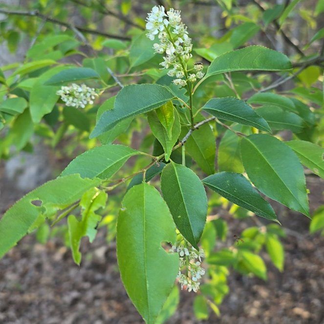Photo of the plant species Black Chokecherry by @TrueMelon named Pax on Greg, the plant care app