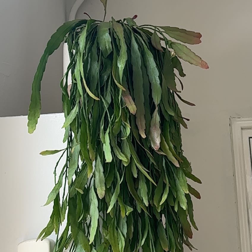 Photo of the plant species Red Coral Rhipsalis by @ProudWatercress named Willow on Greg, the plant care app