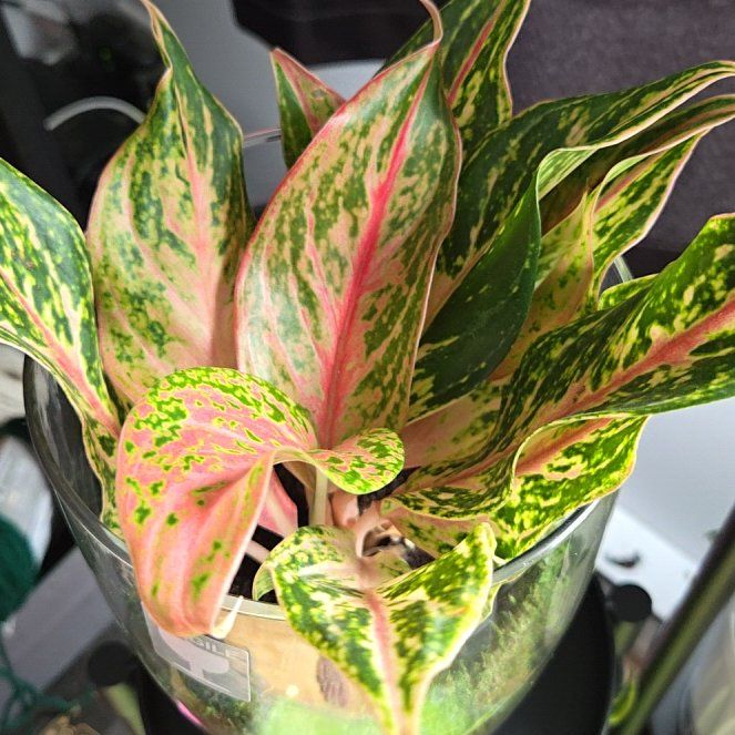 Photo of the plant species Aglaonema 'Pink Beauty' by @HeroineWildrice named Drake on Greg, the plant care app