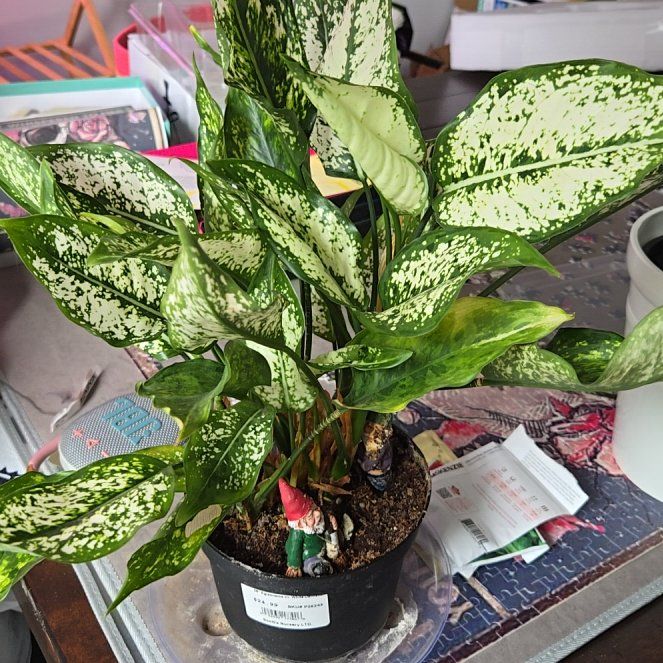 Photo of the plant species Chinese Evergreen by @HeroineWildrice named Harmony on Greg, the plant care app