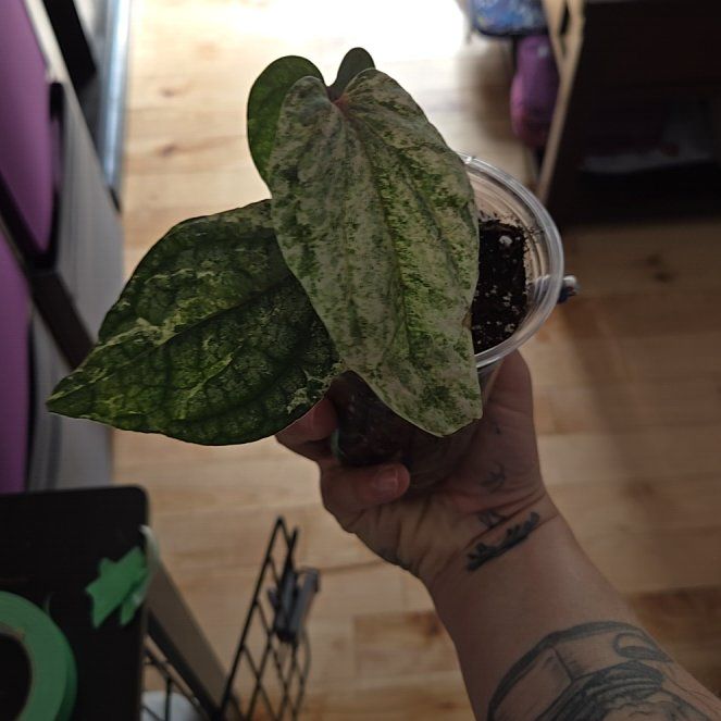 Photo of the plant species Piper sylvaticum by @HeroineWildrice named Pax on Greg, the plant care app