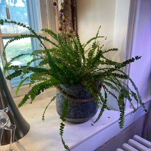 Nephrolepis Cordifolia plant photo by @JoyKling named Button Fern on Greg, the plant care app.