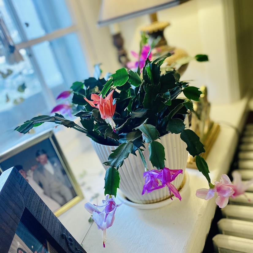 Plant care for Rhipsalidopsis gaertneri 'Red' on Greg, the plant care app