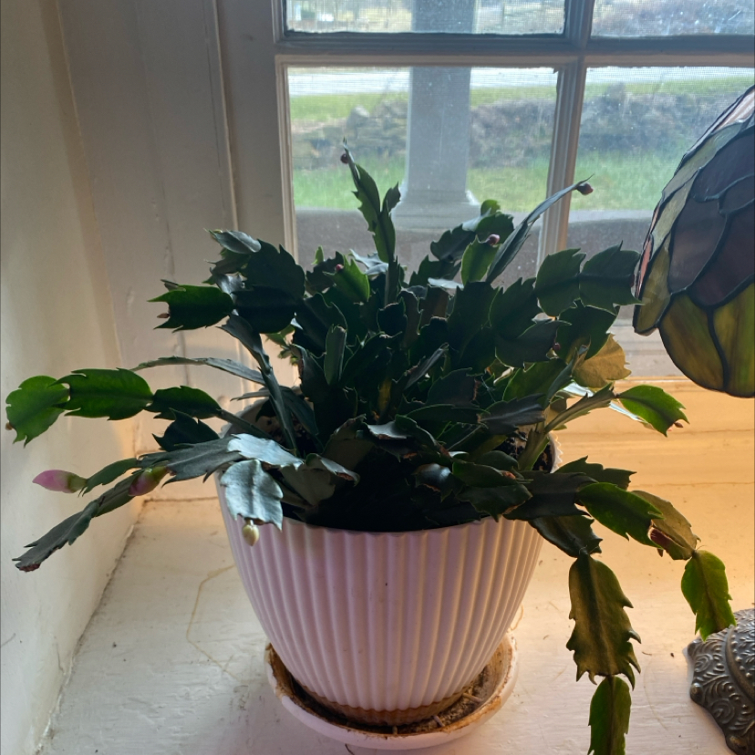 Photo of the plant species Rhipsalidopsis gaertneri 'Dark Pink' by @JoyKling named Mary Magdalene on Greg, the plant care app