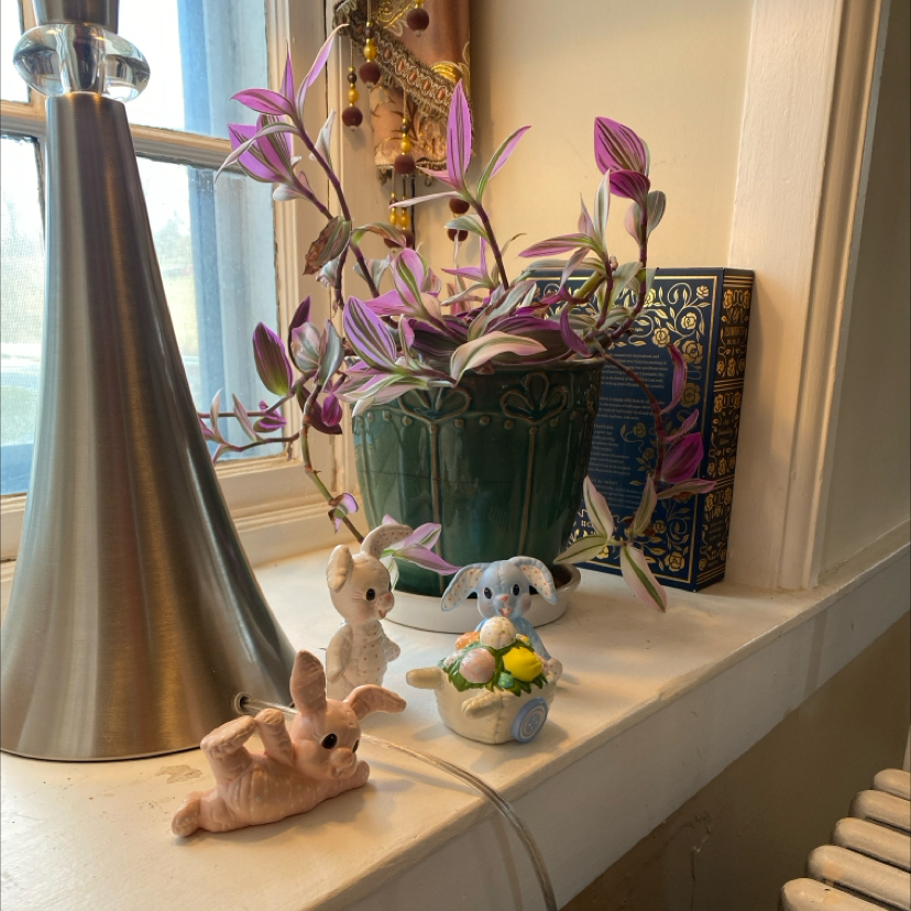 Tradescantia Nanouk plant photo by @JoyKling named Nanouk on Greg, the plant care app.