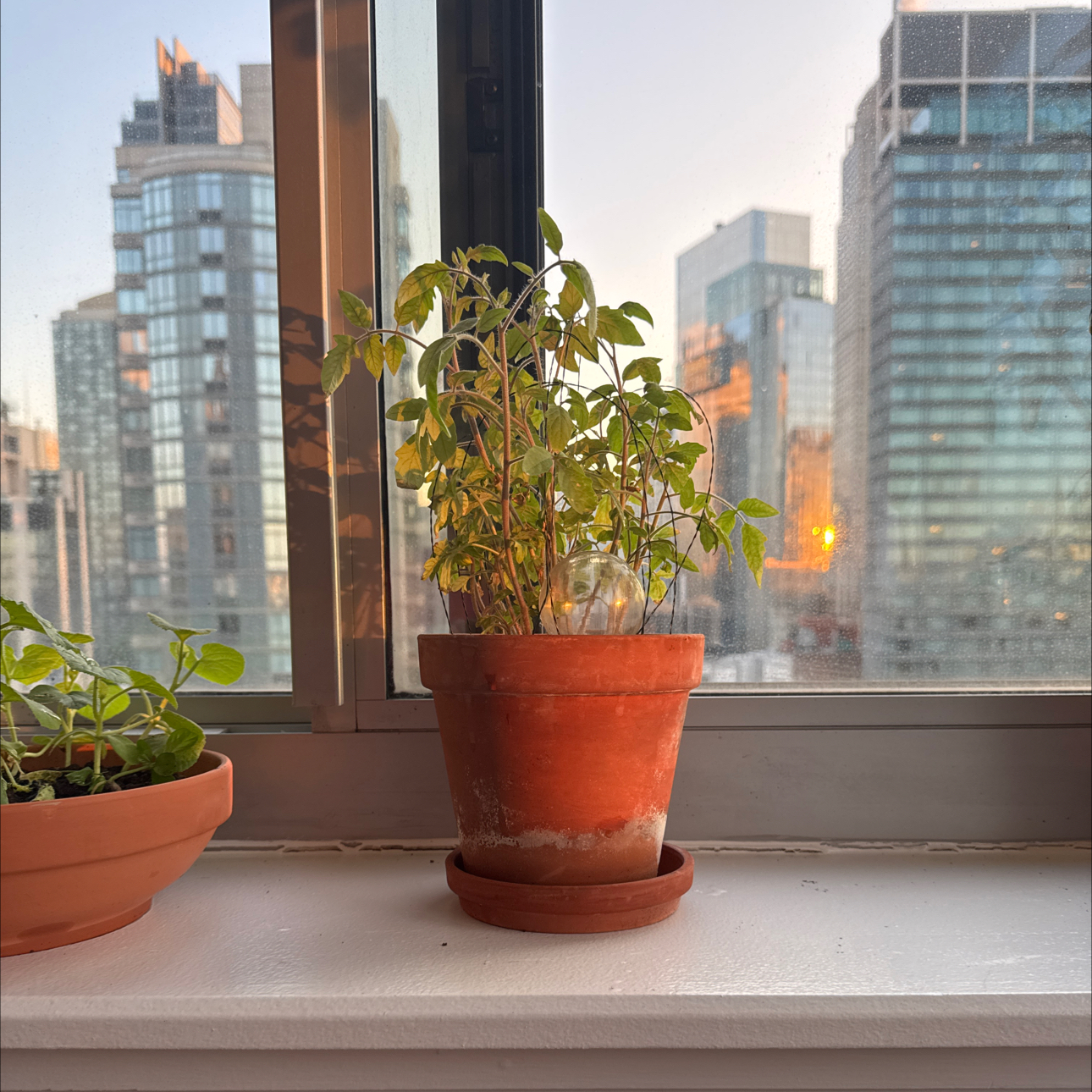 Photo of the plant species Tomato by @Elizasplants named Sherlock on Greg, the plant care app