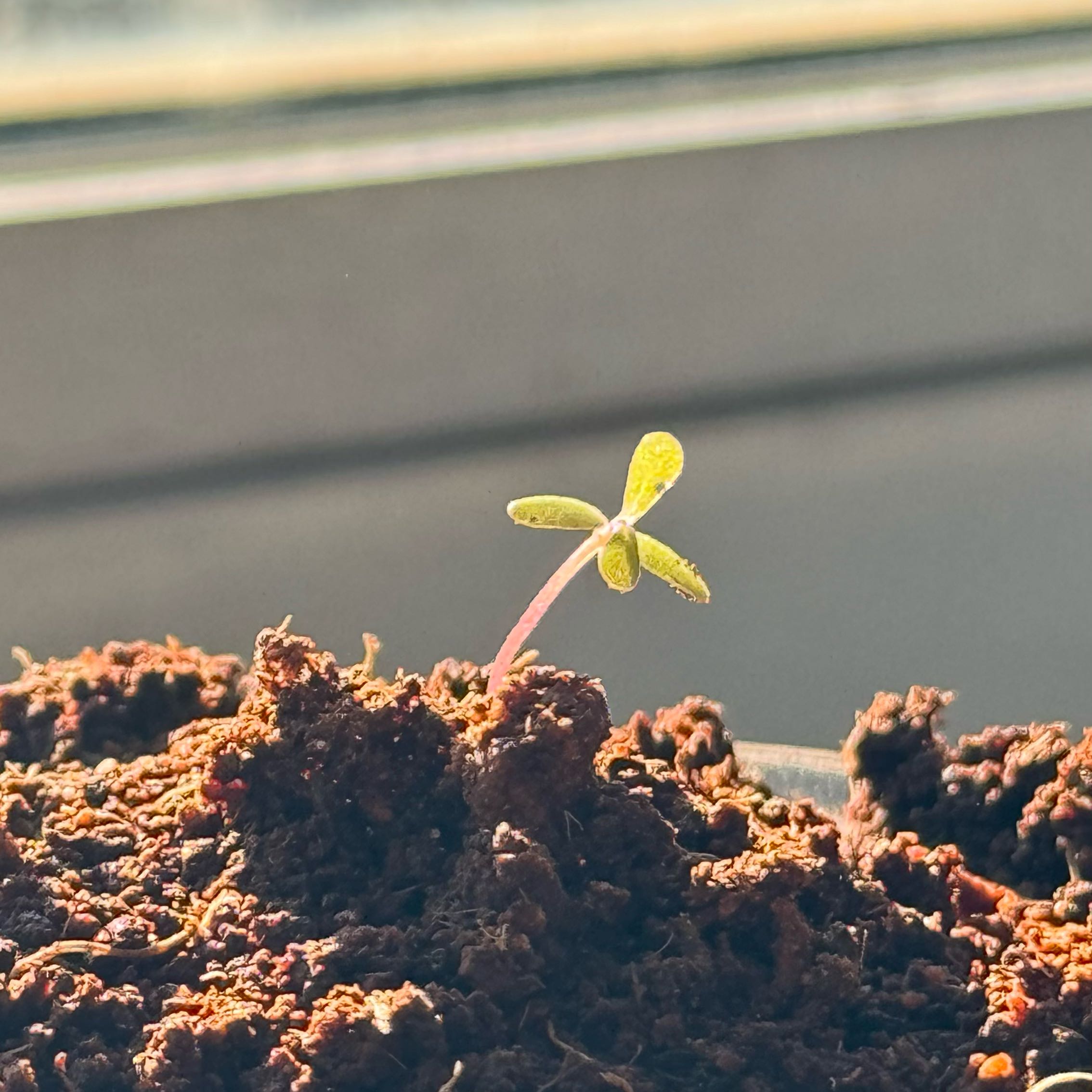 Plant care for Forsythia 'Satellite' on Greg, the plant care app