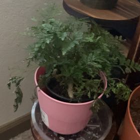 Photo of the plant species Korean Rock Fern by @PureBottlesedge named Aria on Greg, the plant care app