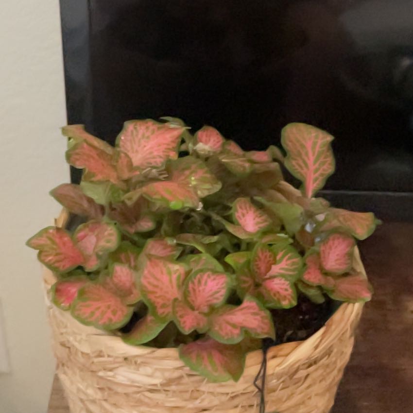 Photo of the plant species Nerve Plant 'Forest' by @PureBottlesedge named Sahara on Greg, the plant care app