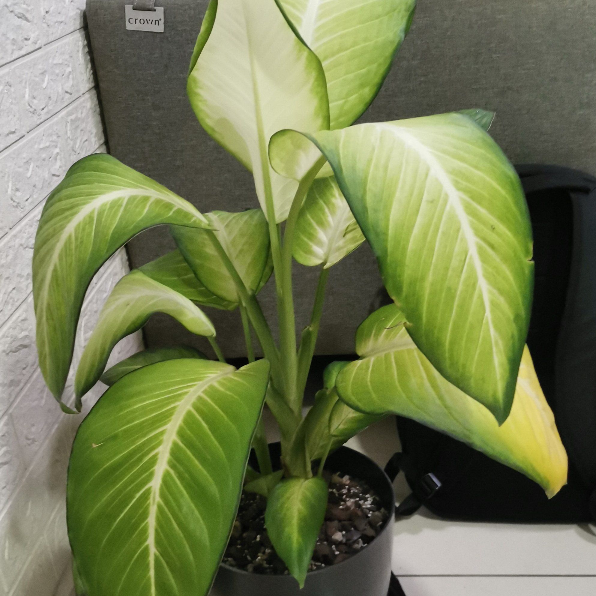Photo of the plant species Dieffenbachia 'Honeydew' by @DeftKeylimekiss named Rosa on Greg, the plant care app