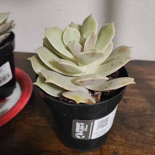 Photo of the plant species Succulent by @DeftParlourpalm named Pink diamond on Greg, the plant care app