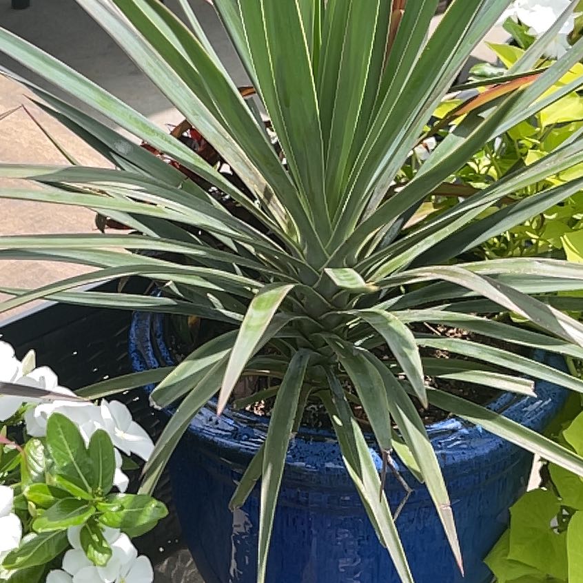 Photo of the plant species Mountain Cabbage Tree by @FoxyStarburst named Rainier on Greg, the plant care app