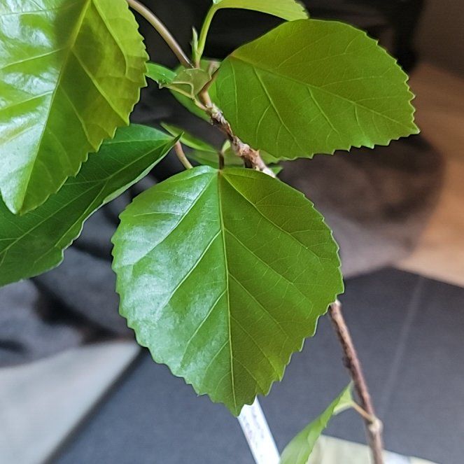 Photo of the plant species Koki'o ke'oke'o by @MeekBlackpoplar named Tolkien on Greg, the plant care app