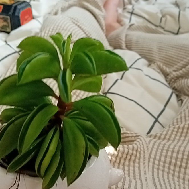 Photo of the plant species Taco Plant by @LuckyChinaberry named Taco on Greg, the plant care app