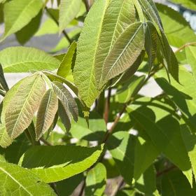 Photo of the plant species Pecan by @YeahCosentinia named da Vinci on Greg, the plant care app