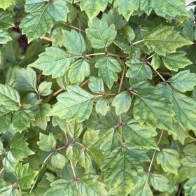Photo of the plant species Japanese Ivy by @YeahCosentinia named Hamilton on Greg, the plant care app