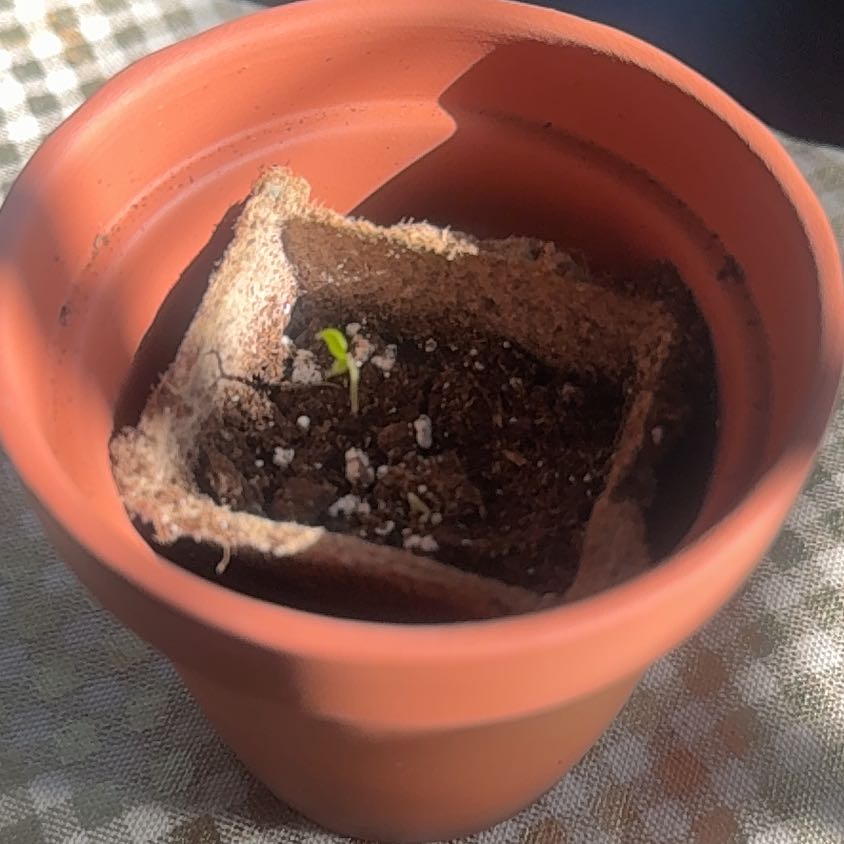 Photo of the plant species Habanero Red by @FunBastardcedar named Apollo on Greg, the plant care app