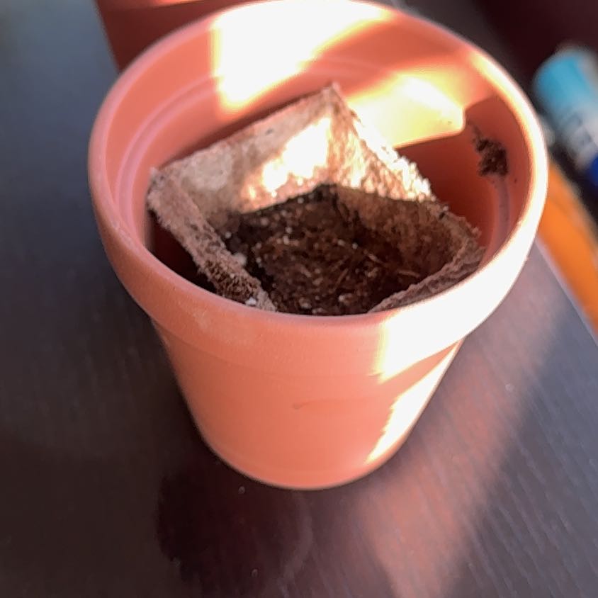 Photo of the plant species Jalapeno Pepper by @FunBastardcedar named Jalapeño on Greg, the plant care app