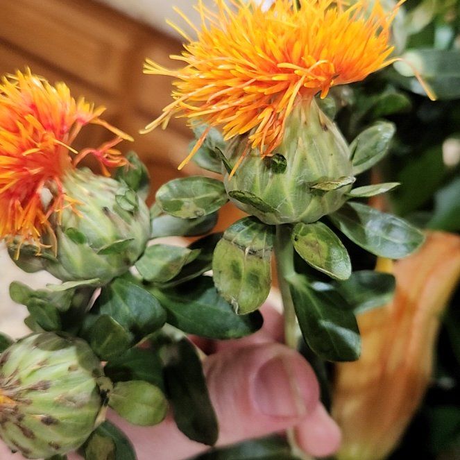 Photo of the plant species Safflower by @WiredLemonfern named Eva on Greg, the plant care app